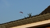 paramoteur_P1080174.JPG